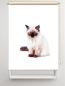 Preview: Rollo Majesti Katzenbaby, Rollo, Motivrollo, Rollo mit Druck, Fotorollo, bedrucktes Rollo, Fensterrollo,verdunkelndes Rollo, Sonnenschutz Rollo